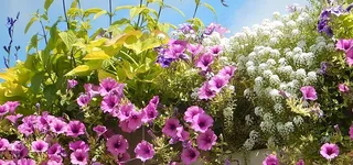 矮牵牛，鲜花，夏天，阳台花香，花园