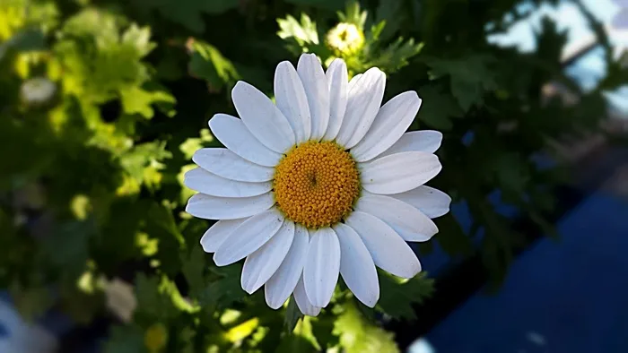 花，植物，黛西，性质，春天，白色，绿色