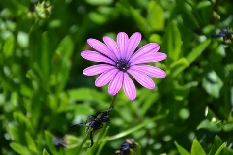 非洲菊，花，植物，玛格丽特，花园，自然