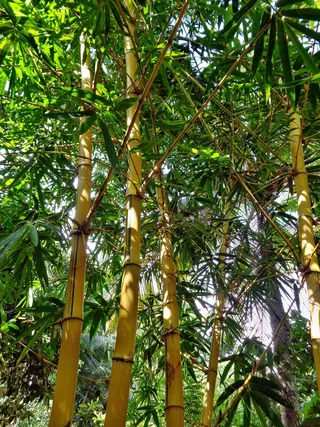 竹，森林，自然，绿色，树，植物，日语