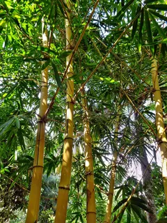 竹,森林,自然,绿色,树,植物,日语 竹,森林,自然,绿色,树,植物,日语