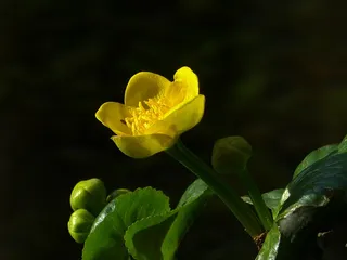 Caltha Palustris，Hahnemann脚温室，黄色