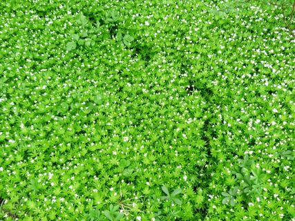 伍德拉夫，跟踪，路径，离，开花，盛开，白