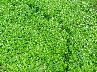 伍德拉夫，跟踪，路径，离，开花，盛开，白