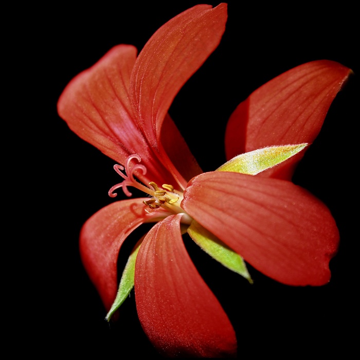 天竺葵，开花，红色，关闭，厂