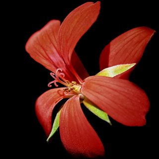 天竺葵，开花，红色，关闭，厂