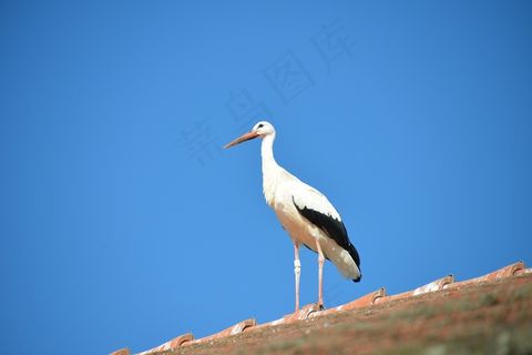 鹳，鸟，动物，拨浪鼓鹳，白鹳，屋顶