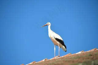 鹳，鸟，动物，拨浪鼓鹳，白鹳，屋顶