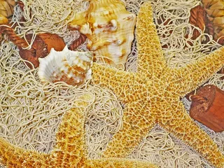 装饰，海星，捕鱼网，装饰，干，自然