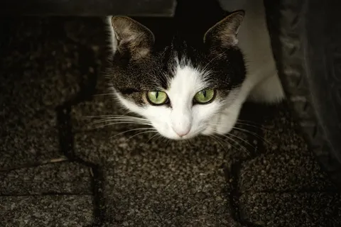 猫,Scheu,猫的眼睛,焦虑,动物 猫,Scheu,猫的眼睛,焦虑,动物
