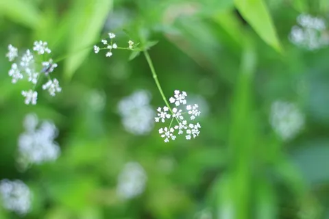 绿色,新鲜,小花,春天,性质,草地 绿色,新鲜,小花,春天,性质,草地