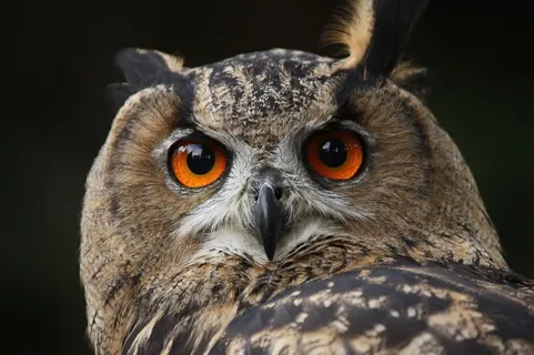 瓦尔德考兹，猫头鹰，雕O，夜间活动，鸟，猎鹰