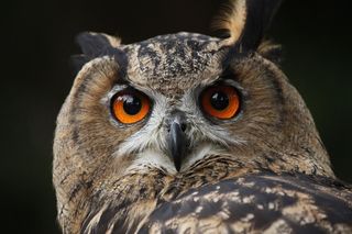 瓦尔德考兹，猫头鹰，雕O，夜间活动，鸟，猎鹰