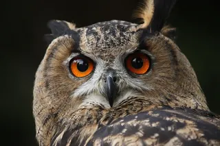 瓦尔德考兹，猫头鹰，雕O，夜间活动，鸟，猎鹰