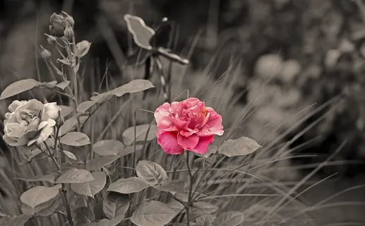 花,玫瑰,开花,红玫瑰,玫瑰绽放 花,玫瑰,开花,红玫瑰,玫瑰绽放