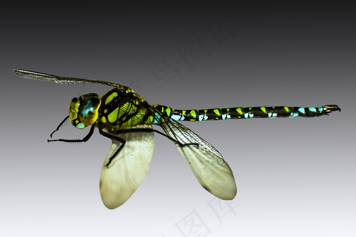 昆虫，蜻蜓，关闭，宏，翼，闺女，头