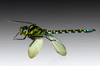 昆虫，蜻蜓，关闭，宏，翼，闺女，头