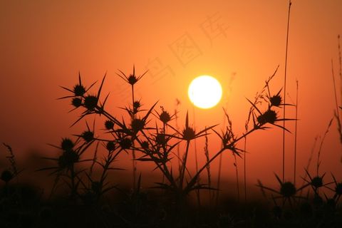 东，太阳，荆棘，草，红色，天空，景观