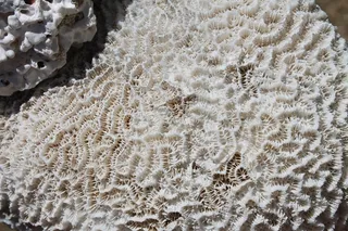 珊瑚，海洋，印度，印度洋，莫里斯