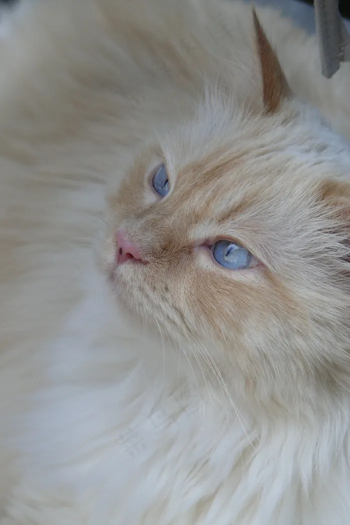 猫，宿醉，蓝眼睛，动物，阿迪达斯，猫的眼睛