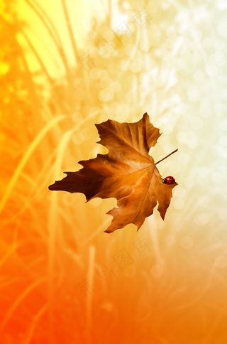秋天，秋天的树叶，叶子，金色的秋天，秋天的颜色
