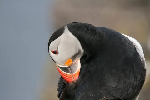 鸟，海鹦，冰岛