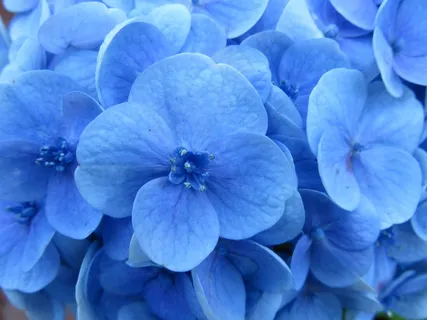 绣球,花,蓝色,雄蕊,开花,花瓣 绣球,花,蓝色,雄蕊,开花,花瓣