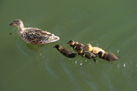 鸭子,母亲,小鸭,婴儿,游泳,线,水 鸭子,母亲,小鸭,婴儿,游泳,线,水