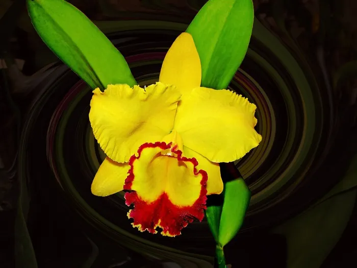 兰花，黄色，花，复古花卉，花园，宏