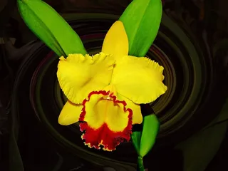 兰花，黄色，花，复古花卉，花园，宏