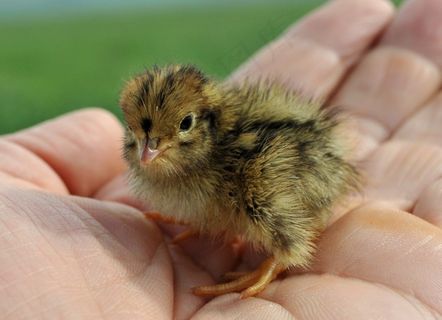 夜莺，小鸡，可爱