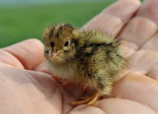 夜莺，小鸡，可爱