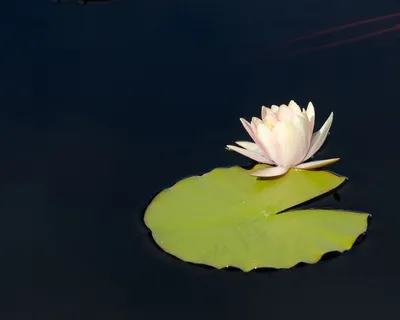 水,百合,花,睡莲,池塘花,池塘植物 水,百合,花,睡莲,池塘花,池塘植物