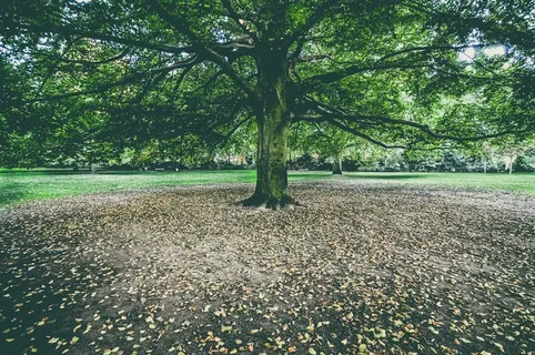 植物,树,小树林,草原,阳光森林,秋天一棵树在公园里