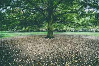 植物,树,小树林,草原,阳光森林,秋天一棵树在公园里
