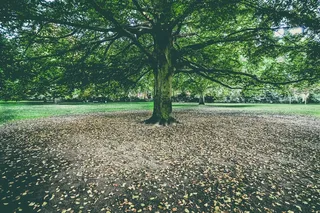 植物,树,小树林,草原,阳光森林,秋天一棵树在公园里