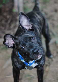 黑色，狗，小狗，犬，宠物，动物，家养