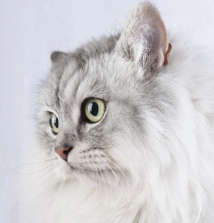 猫，宠物，动物