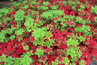 鲜花，花卉园，植物，春天，红色，抽象