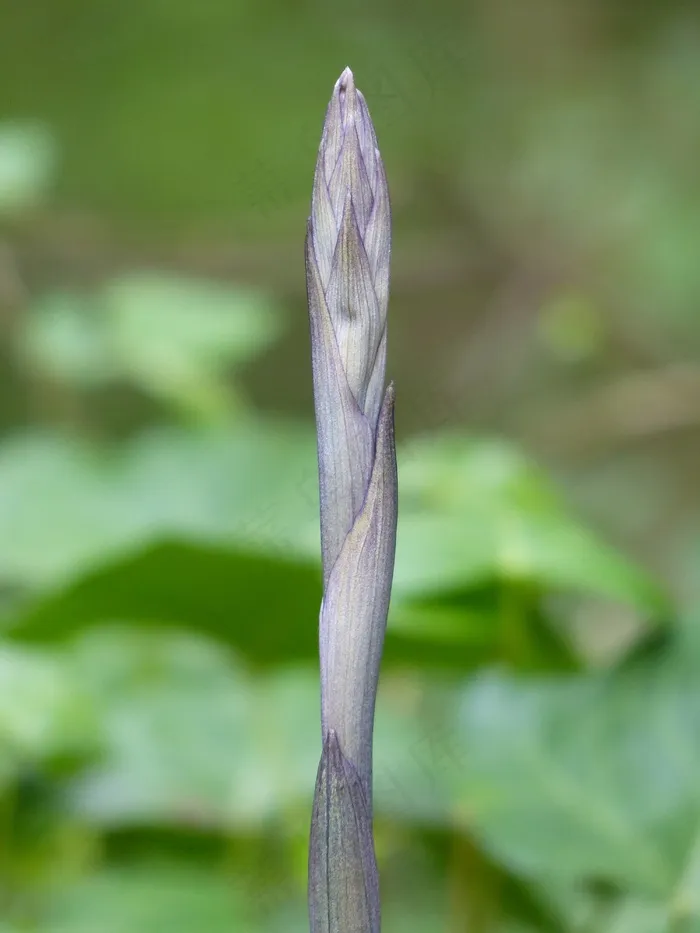 接穗，引擎，茎，新芽，植物