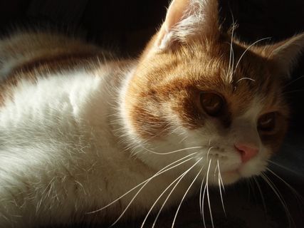 猫，动物，宠物，猫的，小猫