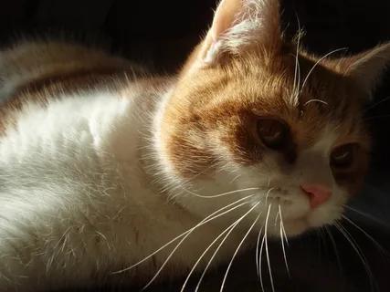 猫，动物，宠物，猫的，小猫