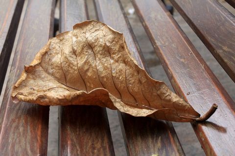 干叶，湿，滴，雨，雨滴