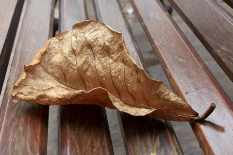 干叶，湿，滴，雨，雨滴