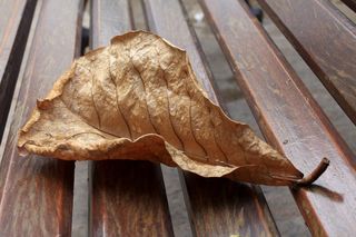 干叶，湿，滴，雨，雨滴