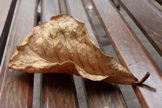 干叶，湿，滴，雨，雨滴