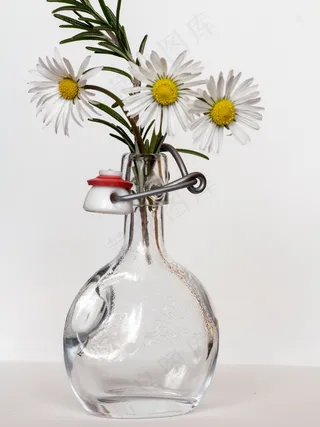 雏菊，瓶，迷迭香