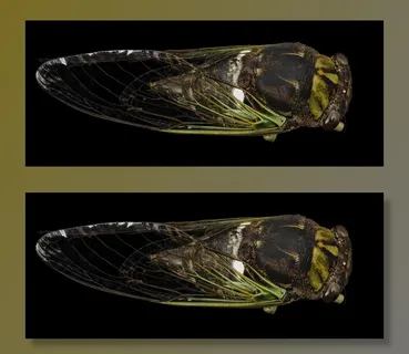 蝉，昆虫，宏，蝇，野生动物，自然，Bug