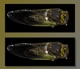 蝉，昆虫，宏，蝇，野生动物，自然，Bug