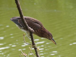鹭，猎食，水禽